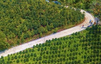 La Gobernación de Risaralda construirá placas huellas en seis municipios para mejorar el transporte de la cosecha del café