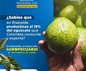 Risaralda productor del 16% del aguacate que Colombia consume y exporta
