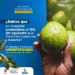Risaralda productor del 16% del aguacate que Colombia consume y exporta