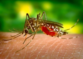 La OMS alertó que el cambio climático aumentó la circulación de los mosquitos que transmiten el dengue en Sudamérica