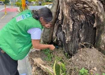 La CARDER esclarece la verdad sobre los Samanes del parque La Rebeca en Pereira