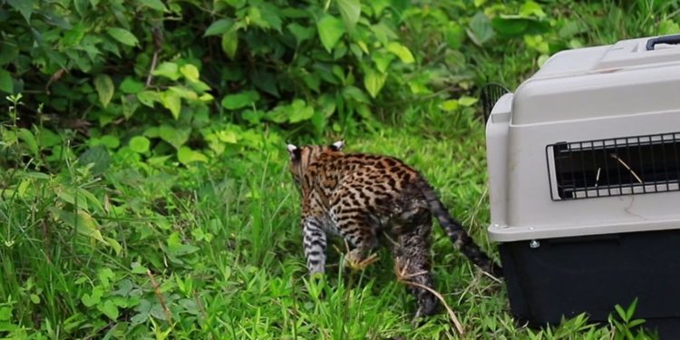 La CARDER libera ocelote en el Chocó Biogeográfico 