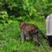 La CARDER libera ocelote en el Chocó Biogeográfico 