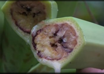 Gobernación de Risaralda hace seguimiento exhaustivo a la bacteria causada por moko