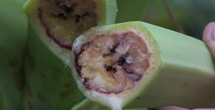 Gobernación de Risaralda hace seguimiento exhaustivo a la bacteria causada por moko