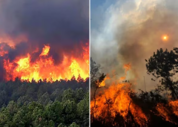 Incendios forestales en Colombia: quiénes tienen la responsabilidad tras la emergencia ambiental que afronta el país