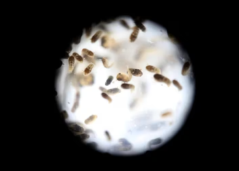 Chikungunya, la epidemia oculta que también transmite el mosquito y avanza en América