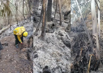 Sembrar árboles en zonas de incendios forestales: Red Colombiana de Restauración explicó por qué no es buena idea