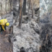 Sembrar árboles en zonas de incendios forestales: Red Colombiana de Restauración explicó por qué no es buena idea