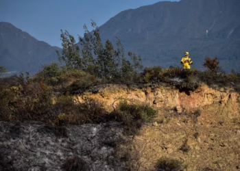 Pinos y eucaliptos no tienen mucha responsabilidad en los incendios forestales: estudio aclara mitos y verdades