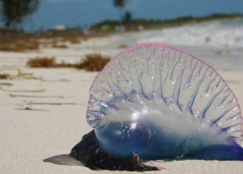 Alerta en San Andrés por la llegada de la fragata portuguesa, una peligrosa especie marina para los humanos