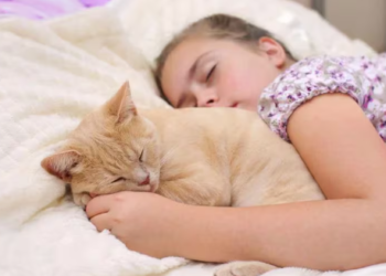 Qué enfermedades pueden transmitir las mascotas: guía para dueños responsables