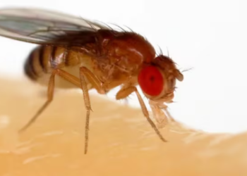 ¿Cómo eliminar las moscas de la fruta de la cocina? 6 consejos para combatirlas