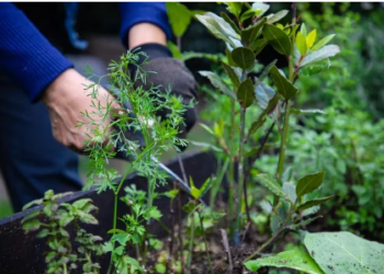 Canadiense estafó a figuras de la sociedad colombiana con bonos de carbón: literal, les vendió humo