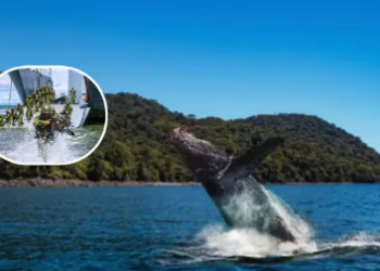 Frenarían la construcción de la estación de guardacostas de la Armada Nacional en la isla de Gorgona: esta es la razón