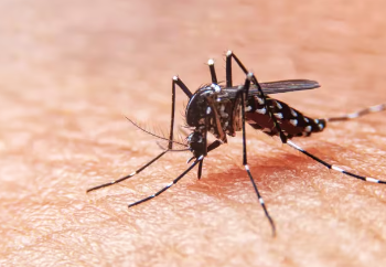 La dieta del dengue: qué alimentos comer y cuáles evitar para recuperarse mejor