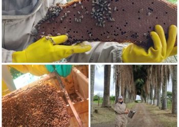 Alcaldía de Pereira promueve la protección de las abejas para garantizar la seguridad alimentaria