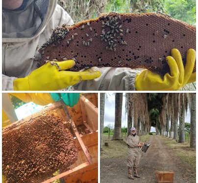 Alcaldía de Pereira promueve la protección de las abejas para garantizar la seguridad alimentaria