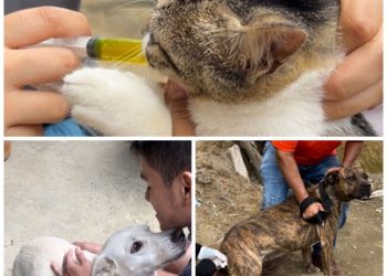 Alcaldía realizó jornada de salud y bienestar animal en el Corregimiento de Morelia