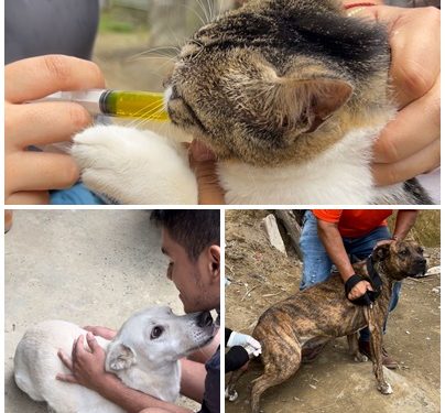 Alcaldía realizó jornada de salud y bienestar animal en el Corregimiento de Morelia
