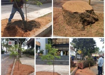 Secretaría de Infraestructura socializó nuevamente el por qué se realizó la tala de árbol, en la Avenida Circunvalar