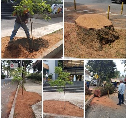 Secretaría de Infraestructura socializó nuevamente el por qué se realizó la tala de árbol, en la Avenida Circunvalar