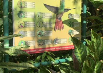 La pajareada: una actividad que conecta a los amantes de la naturaleza con el fascinante mundo de las aves 