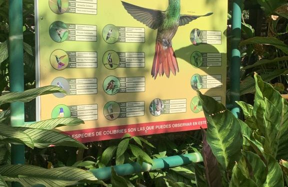 La pajareada: una actividad que conecta a los amantes de la naturaleza con el fascinante mundo de las aves 