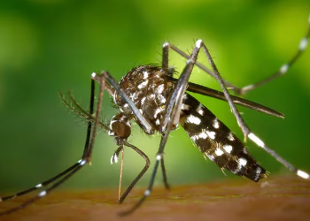 Córdoba refuerza medidas de prevención y logra reducir casos graves de dengue en medio de aumento general de contagios