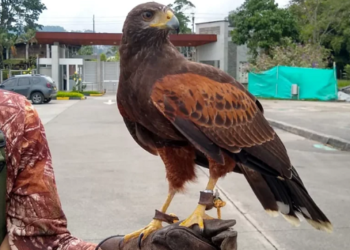 El Águila Real de Montaña protagoniza el 5° Festival de Aves del Paisaje Cafetero 
