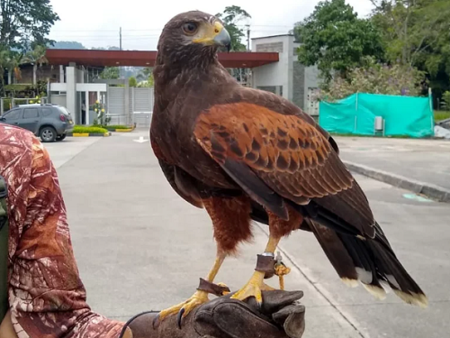 El Águila Real de Montaña protagoniza el 5° Festival de Aves del Paisaje Cafetero 