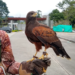 El Águila Real de Montaña protagoniza el 5° Festival de Aves del Paisaje Cafetero 