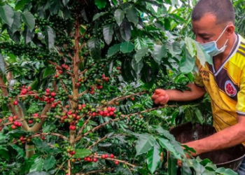 Así está el precio del café colombiano: esto es lo que se exporta y lo que en realidad queda para el consumo nacional