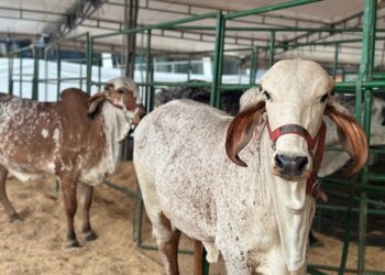 Dosquebradas se prepara para la Feria Ganadera Nacional en las Fiestas del Progreso