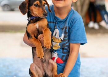 Gobernación atendió a más de 200 mascotas con su programa ‘Risaralda Cuida con Amor’, en Mistrató