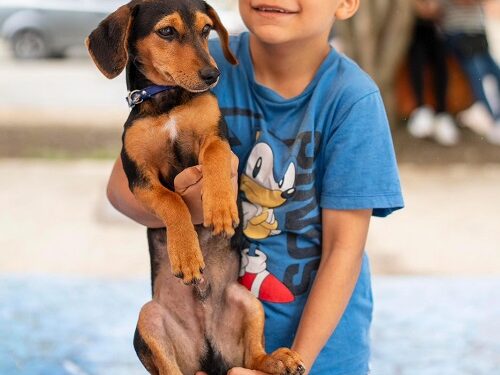 Gobernación atendió a más de 200 mascotas con su programa ‘Risaralda Cuida con Amor’, en Mistrató