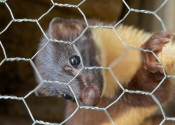 La CARDER libera especímenes de mustela en su hábitat natural para preservar su existencia
