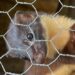 La CARDER libera especímenes de mustela en su hábitat natural para preservar su existencia