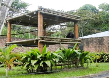 Buen viaje, Yoko: el último gran simio que habitaba en Colombia y que será trasladado a Brasil