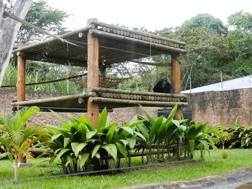 Buen viaje, Yoko: el último gran simio que habitaba en Colombia y que será trasladado a Brasil