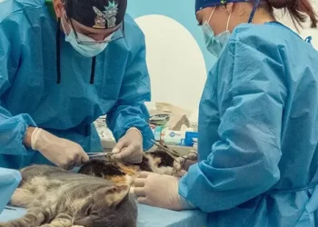 ¡Seguimos haciendo historia! 18.000 peluditos atendidos en los primeros seis meses del Hospital Público Veterinario de Pereira