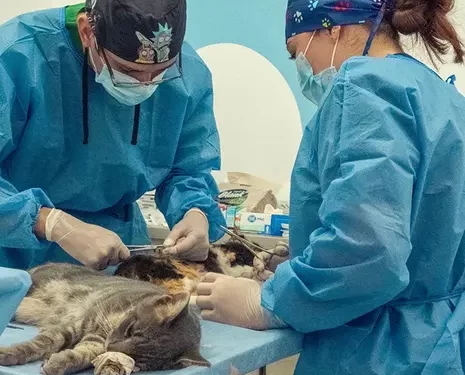 ¡Seguimos haciendo historia! 18.000 peluditos atendidos en los primeros seis meses del Hospital Público Veterinario de Pereira