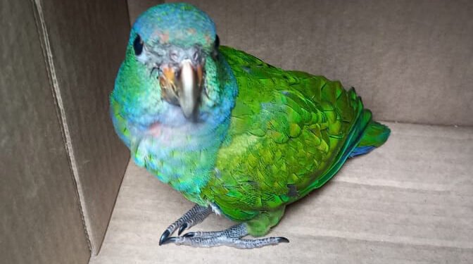 CONTROLES AMBIENTALES DURANTE LA TEMPORADA AMBIENTAL  