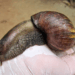 Presencia del caracol africano prende alarmas en Cundinamarca por transmisión de enfermedades en humanos