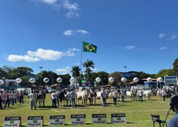 La Feria Nacional Cebú 2025 en Risaralda tendrá participación de ganaderos y expertos de Brasil