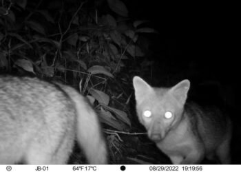 Jardín Botánico UTP: compromiso con la protección de la fauna silvestre y la educación ambiental