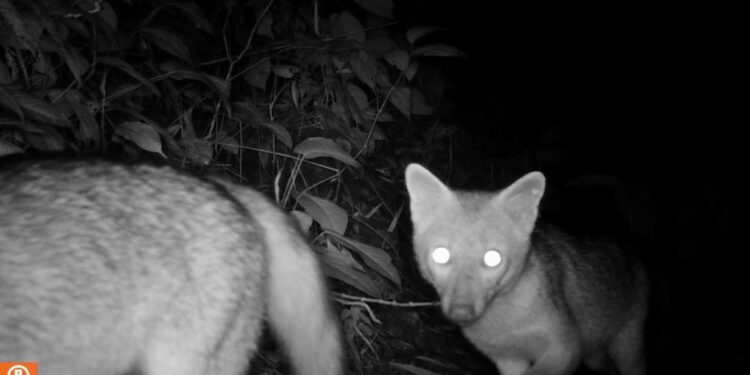 Jardín Botánico UTP: compromiso con la protección de la fauna silvestre y la educación ambiental