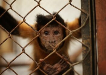La fauna silvestre debe permanecer en los ecosistemas