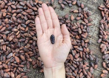UTP y Maxticafé consolidan alianza para el desarrollo de la chocolatería fina en Risaralda