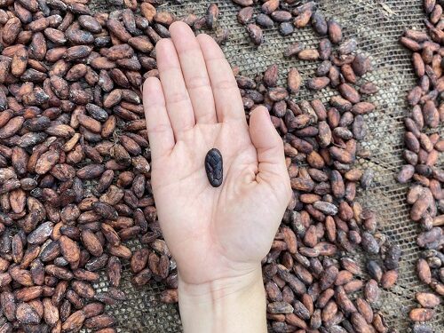 UTP y Maxticafé consolidan alianza para el desarrollo de la chocolatería fina en Risaralda